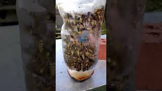 WASPS WASPS WASPS WASPS WASPS WASPS IN THE WASP TRAP [upl. by Heinrike]