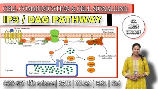 IP3  DAG CELL SIGNALLING PATHWAY  Cell Biology  MSc Classes  CSIRNET LIFE SCIENCES [upl. by Rubel]