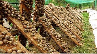 Amazing Snail Farm Technology 🐌  Snail Harvest and Processing  Products of Snail  Snail caviar [upl. by Maggio672]