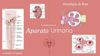 Fundamentos del aparato urinario  Histología del Aparato Urinario [upl. by Hanover603]