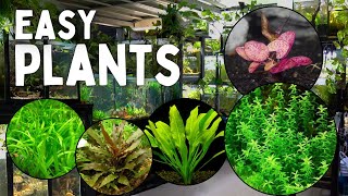 These 12 Aquarium Plants are the Easiest to Grow [upl. by Baler]