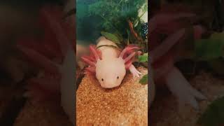 Axolotls and regeneration youtubeshorts axolotl aquarium aquascape amphibian albino animals [upl. by Bilek]