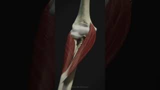 Primary muscles of pronation and supination 2 anatomy sculptedarms fitnessanimation [upl. by Otsirave]