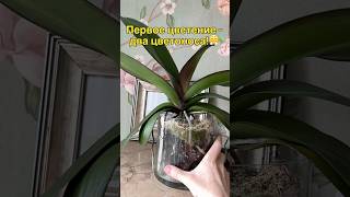 данапротасова orchideenpflege орхидеи orchideen [upl. by Llednew]