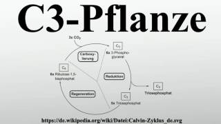 C3Pflanze [upl. by Ahseinod]