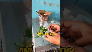 BUNNYCART aquarium plants ☘️ UNBOXING AND REVIEW  100 AFFORDABLE plantedtank aquarium [upl. by Rasec507]