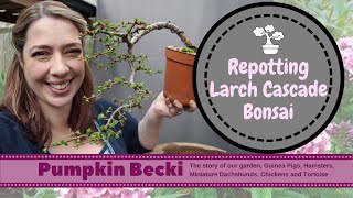 Bonsai Repotting Season  Japanese Larch Cascade [upl. by Ro]