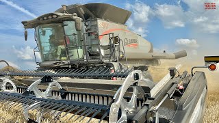 GLEANER Combines Harvesting Wheat [upl. by Ailedamla]