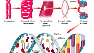 The structure of nucleic acids [upl. by Alilad]