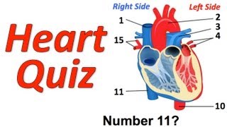 Circulatory System Musical Quiz Heart Quiz [upl. by Frey]