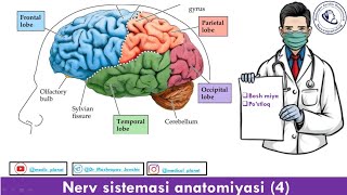 Cerebrum [upl. by Mable]