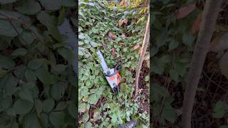 STIHL  MS 180 холодний запуск [upl. by Coughlin]