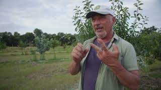 Homebrew Pest Control Testing Olive Oil soap CGWS amp DE on my Fruit Trees [upl. by Einnep]