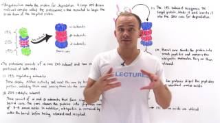 Proteasome complex [upl. by Sidoon]