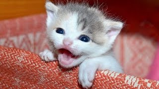 Kittens Meowing  A Cats Meowing Compilation  NEW HD [upl. by Walcoff448]