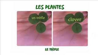 le trèfle the Clover in French [upl. by Arrehs]