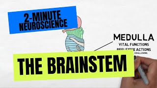 2Minute Neuroscience The Brainstem [upl. by Dunc]