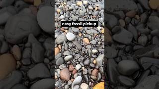 Hidden Fossil On Pebbly Beach [upl. by Treblig]