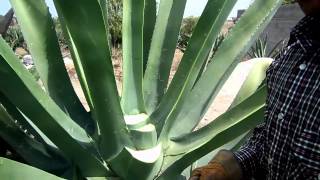 Capado de Maguey para Obtencion de Aguamiel [upl. by Cul127]