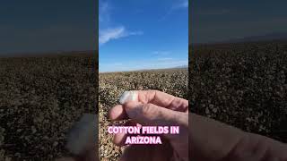 Cotton Fields in Arizona [upl. by Amihc]