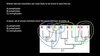 Concepts of Monophyletic Paraphyletic Polyphyletic groups [upl. by Hpesoj697]