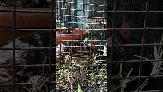 Chevrotain✨ mouse deer🦌 சருகு மான்💥 shorts exotic mouse yt deer video animals ytfeed animal [upl. by Annekahs]