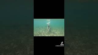 Real mermaid caught on film swimming under cruise ship [upl. by Hamrnand]