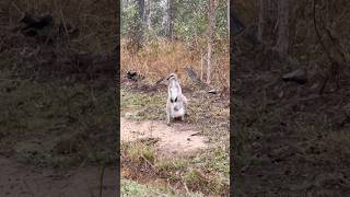 Whiptail wallaby with her joey Please subscribe [upl. by Aytac]