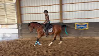 HalfArab Sport Horse training week 2 [upl. by Aitekram]