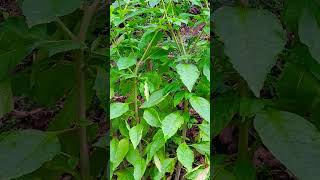 Bunch of Pokeweed hikingadventures outdoors medicinalherbs medicinalplants plantidentification [upl. by Enaamuj]