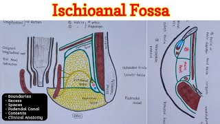 Ischioanal Fossa  Perineum 46 [upl. by Remus]