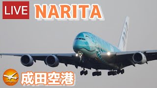 🔴LIVE at NARITA International Airport Plane Spotting 20240202 成田空港ライブカメラ 成田空港 NRTRJAA [upl. by Becky591]