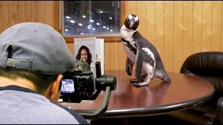 Behind the Scenes A Real Penguins quotInternshipquot at Penguin Random House [upl. by Nnaynaffit]