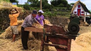 Threshing wheat  Debulhar o trigo [upl. by Okimuy16]