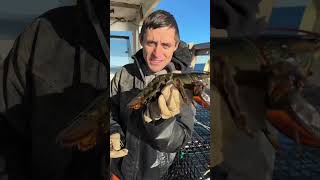 Removing barnacles from a lobster maine lobster sustainable education saving helping [upl. by Libyc]