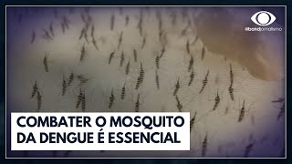 Dengue combater o mosquito é essencial veja dicas [upl. by Bartholomeo]