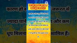 tulsi upay vastutips trendingshorts shortstrending [upl. by Fleming]