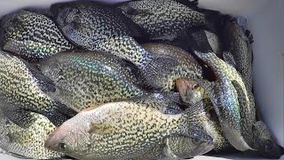 Easy Way To Catch Crappie For Dinner [upl. by Sherie]