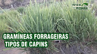 Gramíneas forrageiras  tipos de capins [upl. by Yorgen723]