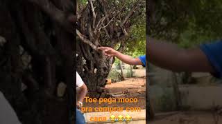 Toe pega moco pra comer com cana 😂😂😂 chacara comedia comediaselvagem [upl. by Eidnahs]