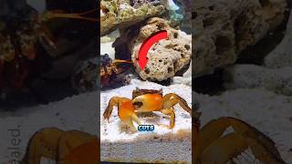 Crabs cut off their own claws 🦀🦀 amazingfacts [upl. by Htiderem132]