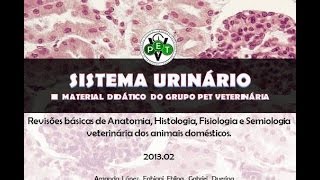 SISTEMA URINÁRIO [upl. by Elin]