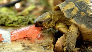 tortue dhermann en corse dans un jardin [upl. by Eidoc531]