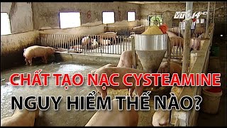 VTC14Chất tạo nạc Cysteamine nguy hiểm như thế nào [upl. by Teews]