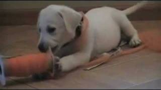 Legacy Labs White Labrador puppy at 10 weeks TO cute [upl. by Anoed]