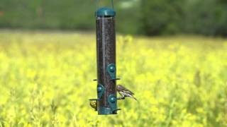 PerkyPet® Wild Bird and Finch Feeder [upl. by Kassaraba]