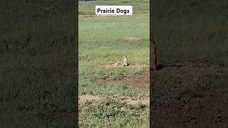 First time Ive seen Prairie Dogs in Wyoming State hehe [upl. by Nywloc]