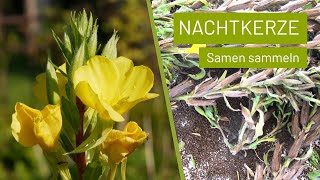 Nachtkerzen Samen sammeln  Knackig und lecker [upl. by Liz795]