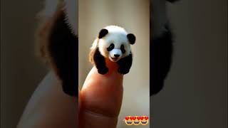 Dainty panda 🔥🐼🤏😍 panda cute [upl. by Menashem869]