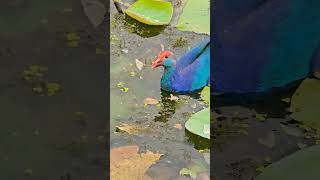 Western swamphenThe western swamphen Jal Mandir Pawapuri love [upl. by Jabez]